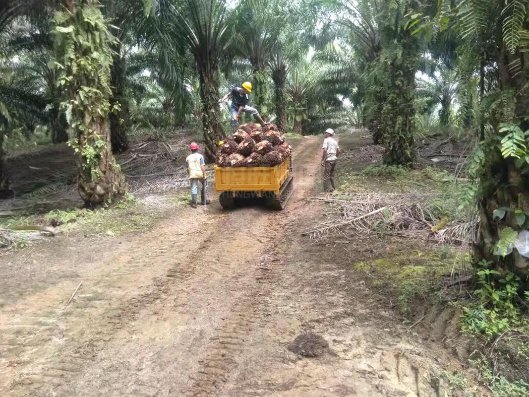 1741847298726061.jpg 21.jpg